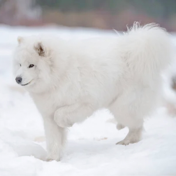 まさにサモエド